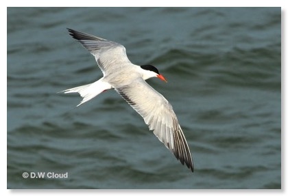 bird migration artic tern-kath