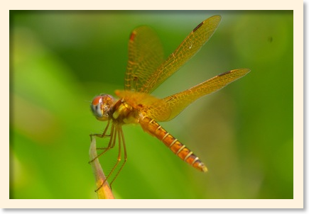 dragonfly