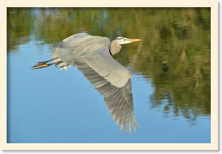 great_blue_heron